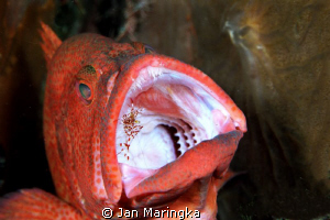 Grouper cleaned by Jan Maringka 